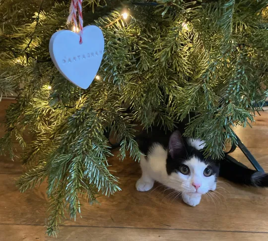The pair had a very merry Christmas together (Picture: Battersea)